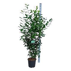 Prunus l. 'Novita'