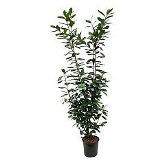 Prunus l. 'Novita'