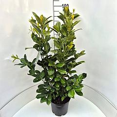 Prunus l. 'Rotundifolia'