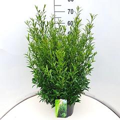 Prunus l. 'Sofia' PBR