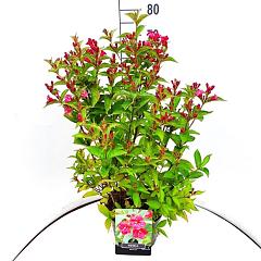 Weigela 'Bristol Ruby'