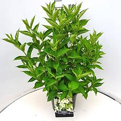 Weigela 'Candida'
