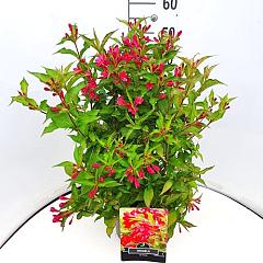 Weigela 'Red Prince'