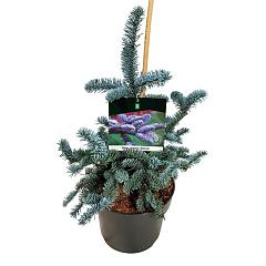 Abies procera 'Glauca'