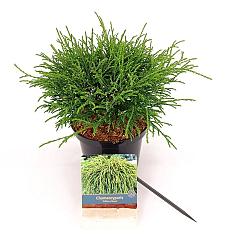 Chamaecyparis p. 'Filifera Nana'