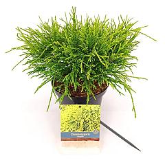 Chamaecyparis p. 'Sungold'