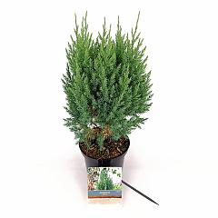 Juniperus chin. 'Stricta'