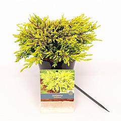 Juniperus comm. 'Goldschatz'