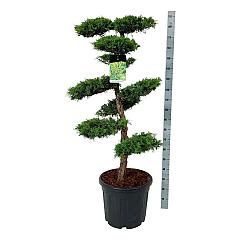 Juniperus pf. 'Pfitzeriana Aurea'