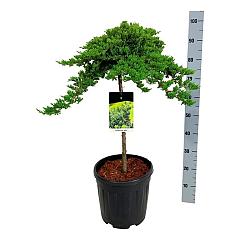 Juniperus procumbens 'Nana'