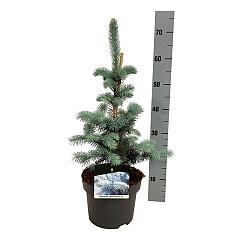 Picea pungens 'Blue Diamond'