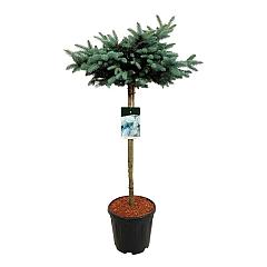 Picea pungens 'Glauca Globosa'
