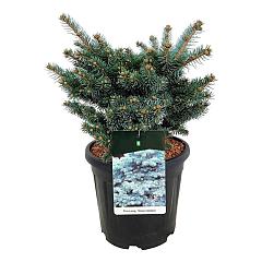 Picea pungens 'Glauca Globosa'