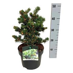Picea pungens 'Lucky Strike'