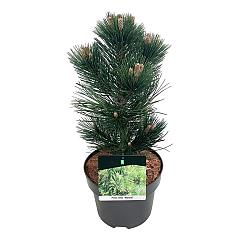 Pinus heldreichii 'Malinki'