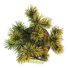 Pinus mugo 'Carsten's Wintergold'
