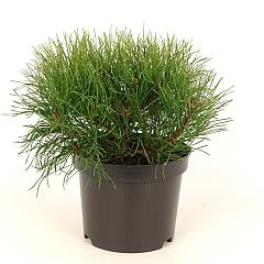 Pinus mugo pumilio