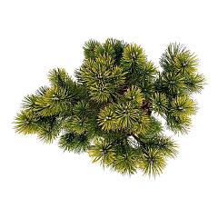 Pinus mugo 'Winter Gold'