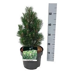 Pinus nigra 'Richard'