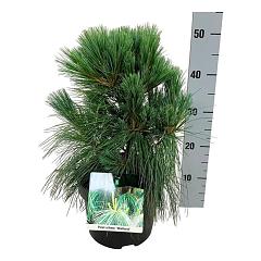 Pinus schwerinii 'Wiethorst'