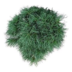 Pinus strobus 'Tiny Kurls'