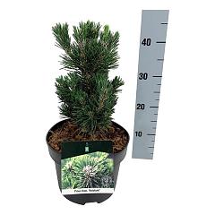Pinus thunbergii 'Kotobuki'