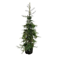 Sequoia sempervirens 'Silver Ghost'
