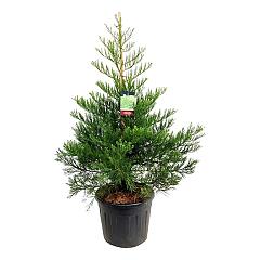 Sequoiadendron g. 'Healty Mammoth Two'