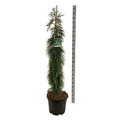 Sequoiadendron g. 'Pendulum'