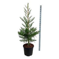 Sequoiadendron g. 'Powdered Blue'