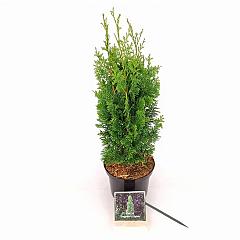 Thuja occ. 'Degroot's Spire'