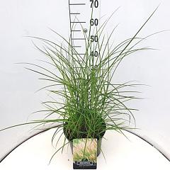 Miscanthus sin. 'Kleine Silberspinne'
