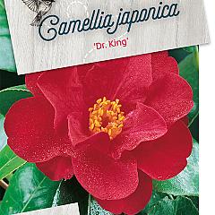 Camellia j. 'Dr King'