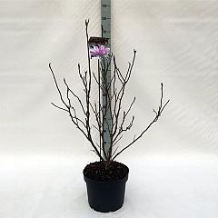 Magnolia 'Betty'