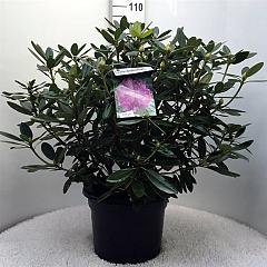 Rhododendron 'Catawb. Grandiflorum'