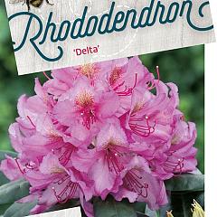 Rhododendron 'Delta'