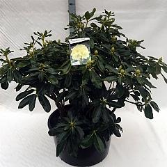 Rhododendron 'Horizon Monarch'