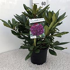 Rhododendron 'Marcel Menard'