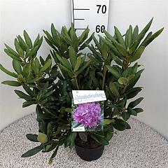 Rhododendron 'Roseum Elegans'