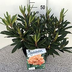 Rhododendron 'Tortoiseshell Orange'