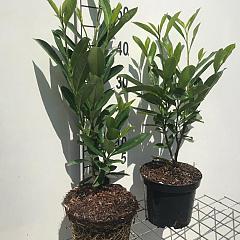 Prunus l. 'Caucasica'