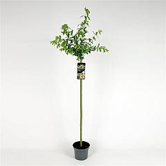 Salix integra 'Hakuro-nishiki'