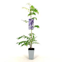 Wisteria sinensis 'Caroline'
