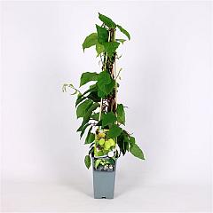 Actinidia arguta 'Jumbo'
