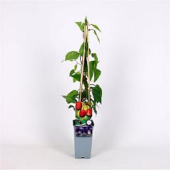 Actinidia arguta 'Ken's Red'