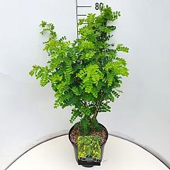 Caragana arborescens