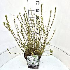 Deutzia gracilis
