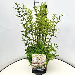 Deutzia rosea