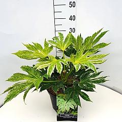 Fatsia japonica 'Spider's Web'
