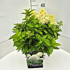 Hydrangea pan. 'Little Spooky' ®